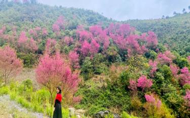 A To Day flower area in Mu Cang Chai