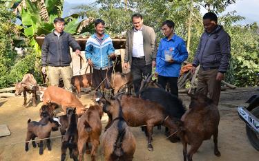 Mô hình nuôi dê núi của anh Sùng A Lâu, thôn Cang Dông và 2 thành viên trong tổ hợp tác nuôi dê cho hiệu quả kinh tế cao.