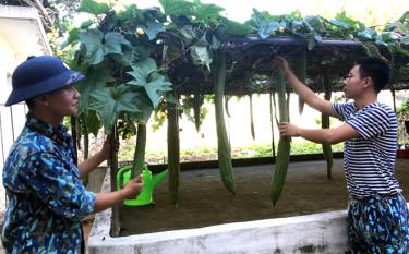 Vượt qua điều kiện thời tiết khắc nghiệt, cán bộ, chiến sĩ trên đảo Sơn Ca vẫn trồng được rau, củ, quả phục vụ công tác hậu cần.