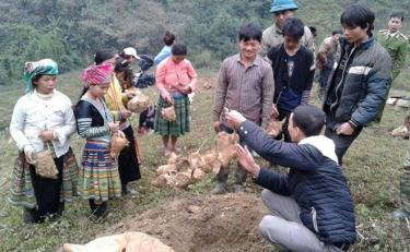 Agricultural extension staff instructs farmers from Mong ethnic minority group on “Bat do” bamboo shoot growing technique.

