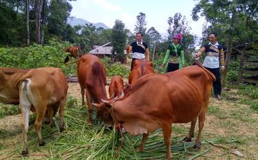 Nhiều hộ dân vùng cao Văn Chấn tham gia đề án chăn nuôi gia súc theo hướng bán chăn thả mang lại hiệu quả cao.
