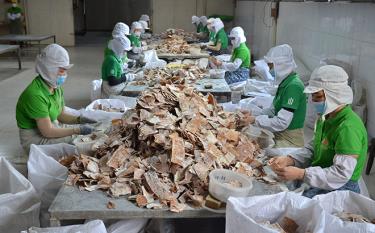 Công nhân Công ty cổ phần Yên Thành phân loại sản phẩm măng sấy.