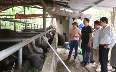 Lãnh đạo Hội Nông dân tỉnh thăm mô hình nuôi trâu sinh sản tại xã Xuân Lai, huyện Yên Bình.