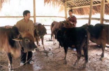 Vợ chồng bác Trần Văn Tình đang chăm sóc đàn bò.