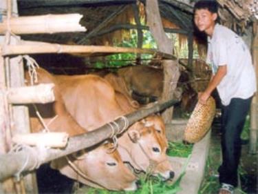 Cần nuôi nhốt trâu bò để ngăn chặn dịch lở mồm long móng lây lan. (Ảnh: Q.K)