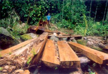 Nếu không quản lý rừng tại gốc thì tình trạng phá rừng, buôn bán lâm sản trái phép sẽ tiếp tục diễn ra.