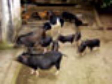 Đàn lợn lai F1 từ lợn rừng và lợn cái đen địa phương của anh Triệu Quốc Đinh.
