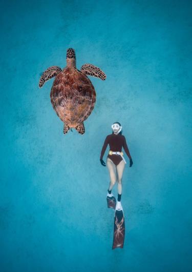Giấc mơ rùa biển, tác phẩm đoạt giải ảnh quốc gia Sony 2023