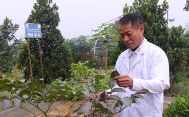Y sĩ Trần Văn Điền chăm sóc vườn thuốc nam tại Trạm y tế xã Đông Cuông.