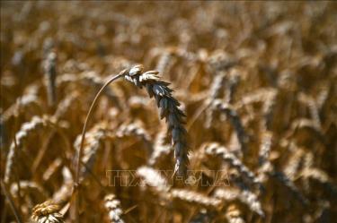 Các nhà nghiên cứu của Trung Quốc, Mỹ, Argentina và Israel đã phát hiện một nhóm gene ở lúa mì thông thường có chức năng quy định sinh trưởng của rễ cây.