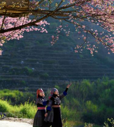 Tourists fall in love with the romantic scenery of Mu Cang Chai in ‘To day’ blossom season.