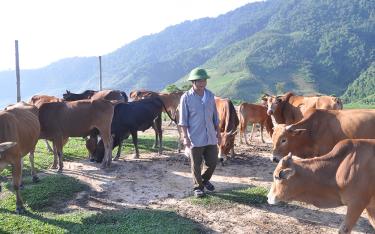 Đàn bò của ông Hoàng Văn Yếng trên đỉnh Khau Thán, xã Tú Lệ, huyện Văn Chấn.