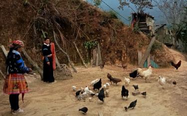 Mô hình chăn nuôi giống gà đen bản địa của gia đình anh Hờ A Tủa ở thôn Làng Nhì cho thu nhập ổn định.
