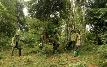 Lực lượng kiểm lâm cùng nhân dân trong xã tham gia tuần tra bảo vệ rừng. 

