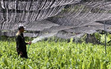 Các vườn ươm trên địa bàn huyện Yên Bình chuẩn bị cây giống đảm bảo phục vụ nhu cầu người trồng rừng.
