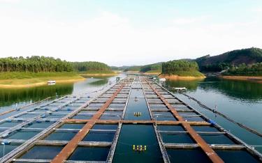 Hệ thống nuôi cá lồng của HTX thủy sản Hoàng Kim tại xã Hán Đà, huyện Yên Bình.