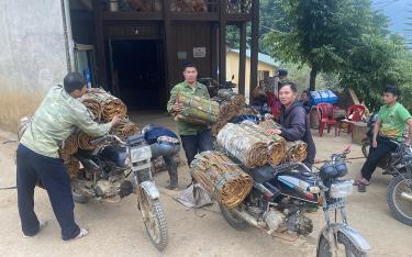 Many Mong ethnic households have got rid of poverty and become rich thanks to forests. 
In the photo: Vang A Tong in Tap Lang village, Suoi Giang commune, Van Chan district, sells more than six quintals of cinnamon bark, earning 16 million VND to buy goods for Tet.