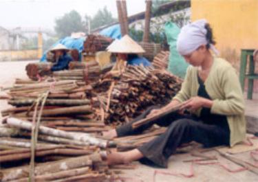 Nhiều hộ gia đình ở Văn Yên có thu nhập cao qua chế biến các sản phẩm quế.