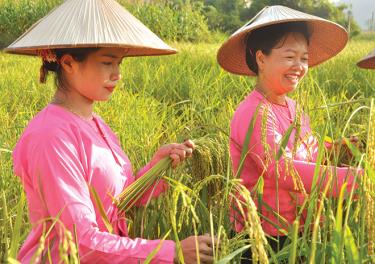 Phụ nữ Tày xã Khánh Thiện lựa chọn những bông lúa nếp Lào Mu đạt tiêu chuẩn về làm cốm - sản vật có tiếng của địa phương.