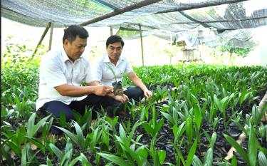Xã Mai Sơn xây dựng vườn ươm cau để trồng 2 bên đường liên thôn, tạo cảnh quan, môi trường xanh.