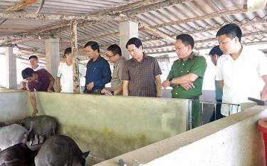 Lãnh đạo huyện Văn Yên kiểm tra mô hình chăn nuôi theo Nghị quyết 69 của HĐND tỉnh tại xã Phong Dụ Hạ.