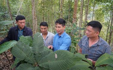 Anh Vũ Quyết Thắng - Chủ nhiệm HTX Dược liệu Bình An, xã Xuân Long (thứ 2 từ trái sang) bên khu rừng trồng cây trà hoa vàng, cây khôi nhung của gia đình.