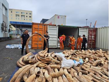 Với khối lượng 7 tấn, đây là vụ bắt giữ ngà voi nhập trái phép lớn nhất từ trước đến nay tại Hải Phòng.
