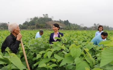 Đồng chí Lê Thị Lụa - Bí thư Đảng ủy, Chủ tịch UBND xã Việt Thành thăm vườn dâu tằm của người dân thôn Lan Đình.