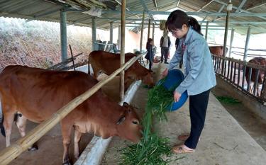 Mô hình chăn nuôi trâu, bò của gia đình chị Bàn Thị Loan ở thôn Khe Cọ, xã Tân Nguyên, huyện Yên Bình.