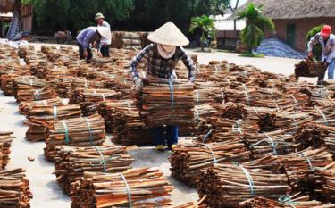 Nông dân xã Đào Thịnh, huyện Trấn Yên phát triển sản xuất quế hữu cơ.