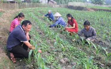 Hội viên nông dân xã Yên Hợp chăm sóc ngô vụ đông.
