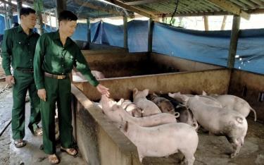 Nhiều hội viên Hội Cựu chiến binh xã Cảm Ân phát triển mô hình nuôi lợn cho thu nhập gần 100 triệu đồng/năm.
