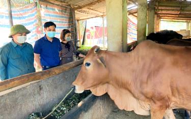 Mô hình chăn nuôi bò bán công nghiệp xã Minh An mang lại thu nhập cho người dân