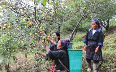 Người Mông bản Cáng Giông đã biết ứng dụng kỹ thuật vào sản xuất hàng hóa. (Trong ảnh: Người dân thu hoạch quả sơn tra - cây trồng mang lại hiệu quả kinh tế và hạn chế tình trạng phá rừng).