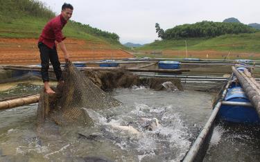 Người dân huyện Yên Bình chuyển hướng nuôi trồng các loại cá da trơn, cá đặc sản chất lượng cao.