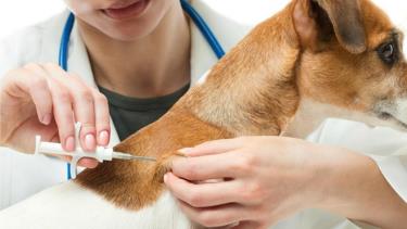 Tiêm vaccine phòng dại cho chó nhằm giúp chúng khỏe mạnh và tránh nguy cơ lây lan bệnh dại.