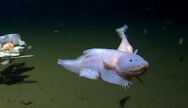 Hình ảnh của loài cá ốc được ghi lại ở độ sâu hơn 8.300 m dưới đáy biển gần Nhật Bản.