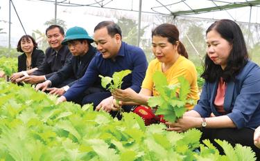 Lãnh đạo huyện Trấn Yên kiểm tra hiệu quả mô hình sản xuất rau an toàn ở xã Y Can.