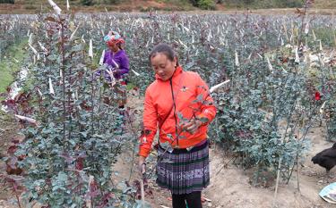 Xã Nậm Khắt chuyển đổi đất nông nghiệp kém hiệu quả sang trồng hoa, giúp nhân dân vừa có thu nhập từ cho thuê đất vừa có việc làm ổn định.