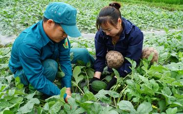 Mô hình điểm trồng dưa hấu trên ruộng cạn tại thôn Hàm Rồng của gia đình anh Lương Ngọc Chang đem lại thu nhập cao.