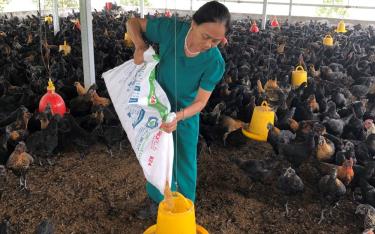 Bà Phạm Thị Nhâm với mô hình nuôi gà theo hướng hàng hóa quy mô lớn.