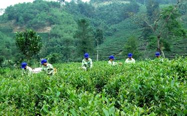 Nông dân thôn Khe Năm xã Hưng Khánh, huyện Trấn Yên sản xuất và thu hái chè theo tiêu chuẩn VietGAP.
