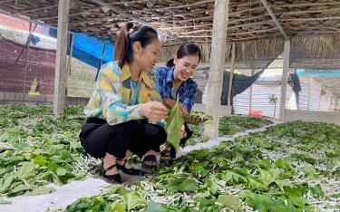 Chị Nguyễn Thị Hương ở thôn Hồng Tiến, xã Y Can (bên phải) giới thiệu về mô hình trồng dâu, nuôi tằm đem lại thu nhập cao cho gia đình.