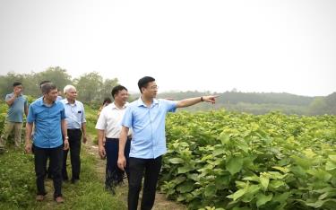 Lãnh đạo huyện Văn Yên kiểm tra vùng trồng dâu nuôi tằm.