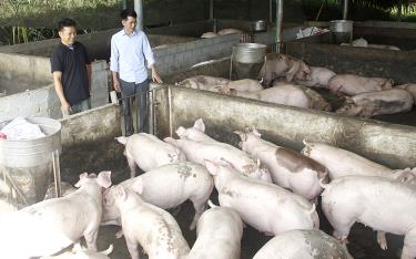 Mô hình chăn nuôi lợn thương phẩm của gia đình anh Nông Văn Nhì (bên trái), thôn Cây Tre, xã Xuân Lai, huyện Yên Bình hàng năm cho thu nhập 300 triệu đồng.


