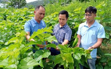 Người dân xã Minh Quân, huyện Trấn Yên trao đổi kinh nghiệm trồng, chăm sóc cây dâu.