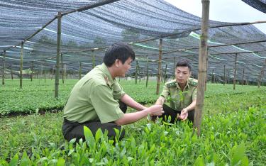 Cán bộ kiểm lâm Văn Chấn kiểm tra cây giống trước khi trồng rừng.