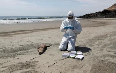 Nhân viên y tế kiểm tra một con rái cá chết ở bãi biển Chepeconde, Peru xem có phải do cúm gia cầm hay không