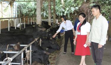 Mô hình nuôi bò 3B vỗ béo của gia đình anh Hoàng Văn Thực ở thôn Khuôn Giỏ, xã Tân Hương cho thu nhập cao.