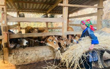 Mô hình chăn nuôi trâu, bò bán chăn thả của hội viên nông dân xã Hồ Bốn, huyện Mù Cang Chải mang lại hiệu quả kinh tế, giúp người dân xóa đói, giảm nghèo, xây dựng nông thôn mới.
